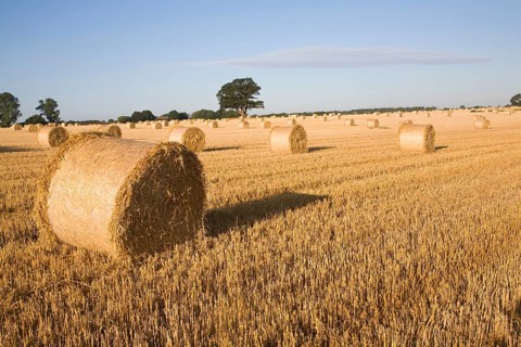 Straw bales in harvested field, Shottisham, Suffolk, England, United Kingdom, Europe