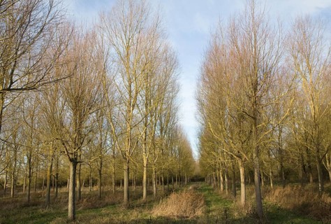 Salix Alba Caerulea, cricket bat willow trees planted on River Deben flood plain wetland, Campsea