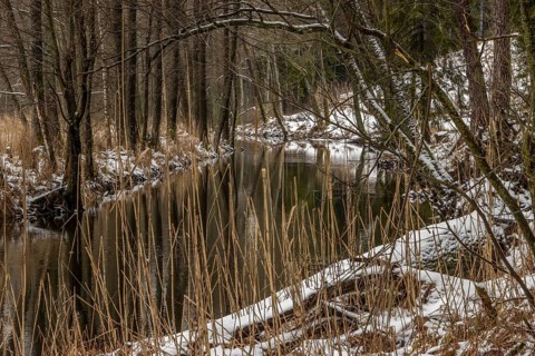 Sapina River and the riparian forest, the swamp, partially reflecting in the slowly flowing water,