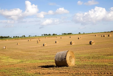 Round golden coloured straw bales in a field of stubble, Boyton, Suffolk, England, United Kingdom,