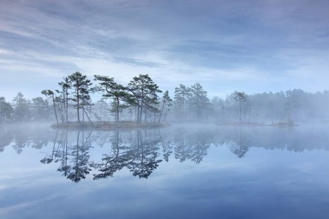 Bog with Scots pine trees in morning mist reflected in pond at Knuthoejdsmossen, nature reserve