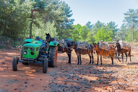 A green tractor stands in front of a row of mules ready to transport timber, near Soufli, Eastern