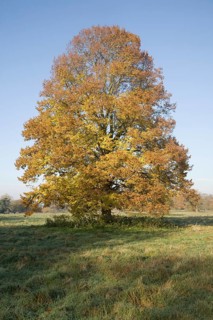 Small-leaved lime tree standing in field in autumn leaf, Sutton, Suffolk, England, United Kingdom,
