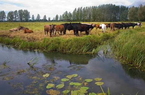 Young cattle graze on Geldeston marshes, Suffolk, England, United Kingdom, Europe