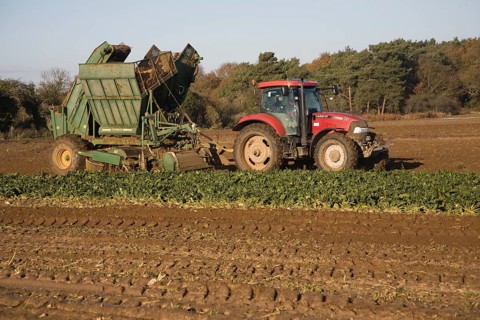 Thyregod sugar beet harvester drawn by tractor harvesting field, Shottisham, Suffolk, England,