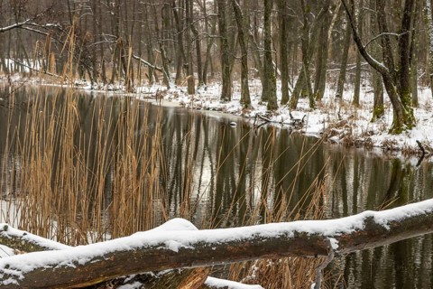 Sapina River and the riparian forest, the swamp, partially reflecting in the slowly flowing water,