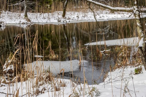 Sapina River and the riparian forest, the swamp, partially reflecting in the slowly flowing water,