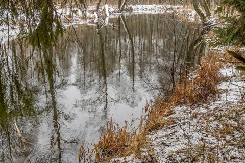 Sapina River and the riparian forest, the swamp, partially reflecting in the slowly flowing water,