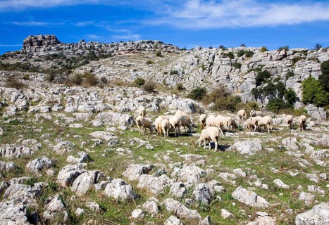 Dramatic limestone scenery of rocks shaped by erosion and weathering at El Torcal de Antequera