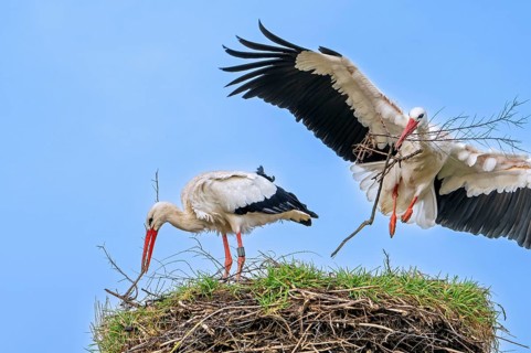 White stork (Ciconia ciconia) female reinforcing old nest from previous spring with twigs and male