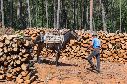 A man in blue working clothes leading a mule in the forest, near Soufli, Eastern Macedonia and