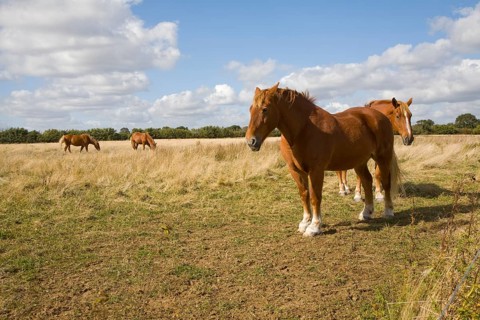Horse stud, stables and tourist attraction at The Suffolk Punch Trust, Hollesley, Suffolk, England,