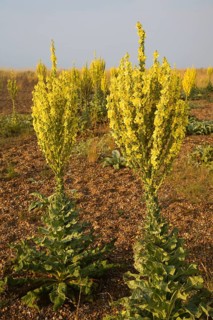 Yellow flowers of Verbascum thapsus, Great or Common Mullein, growing on beach at Shingle Street,