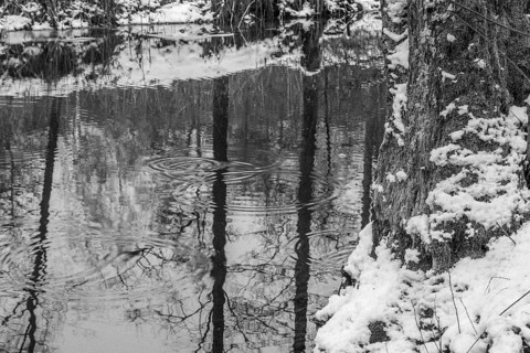 Sapina River and the riparian forest, the swamp, partially reflecting in the slowly flowing water,