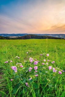 A musk-mallow (Malva moschata) in a meadow in the Weserbergland, portrait format, landscape