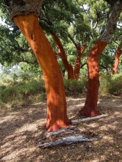 Red tree trunks freshly harvested bark Quercus suber, Cork oak, Sierra de Grazalema natural park,