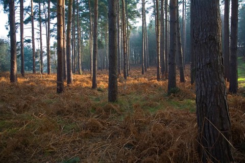 Early morning sunlight shines through conifer trees onto bracken near Snape, Suffolk, England,