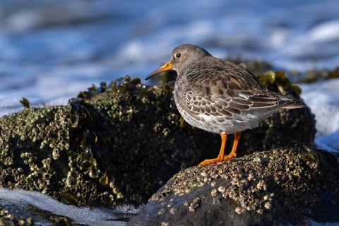 Purple sandpiper (Calidris maritima) in non-breeding plumage showing camouflage colours among rocks