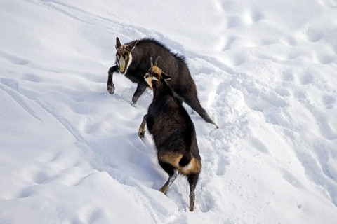 Two chamois (Rupicapra rupicapra) males fighting in the snow in winter during the rut in the