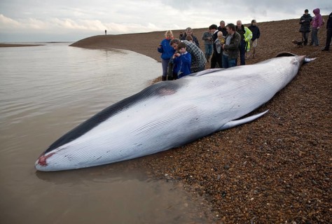 Fin Whale, Balaenoptera physalus, washed up dead on Shingle Street, Suffolk, England, United