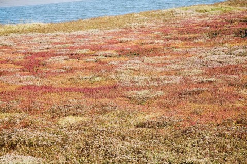 Mudflats and saltings vegetation on the tidal Butley Creek rivers, Suffolk, England, United