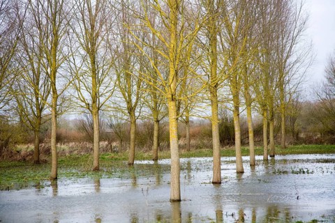 Salix Alba Caerulea, cricket bat willow trees in flood water on River Deben flood plain wetland,