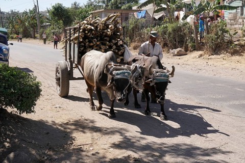 Ox cart near Holguin, Cuba, Cuba, Central America