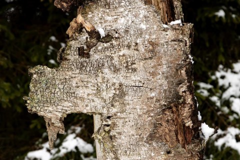 Bark of a dead, decaying silver birch tree, Betula pendula, shaped like an animal head,