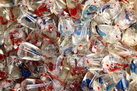 Numerous Siamese fighting fish in transparent plastic bags sold in Chatuchak Weekend Market in