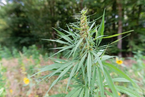 Close-up of a cannabis flower in a natural environment with blurred background, hemp, cannabis,