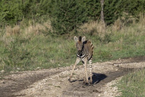 Plains zebra (Equus quagga) foal, Madikwe Game Reserve, North West Province, South Africa, RSA,