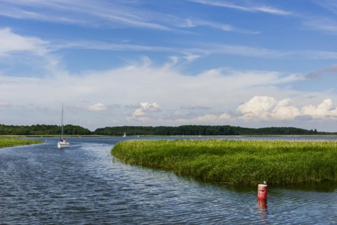 Natural landscape, sailboat, nature, puristic, reed, seaweed, water, lake, natural, travel,