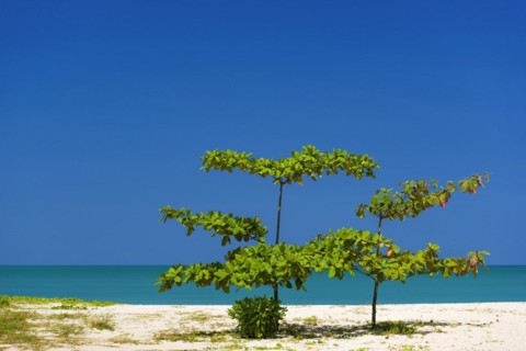 Rubiaceae on the beach of Khao Lak, beach, clean, clear, tree, bush, plant, nature, natural beach,
