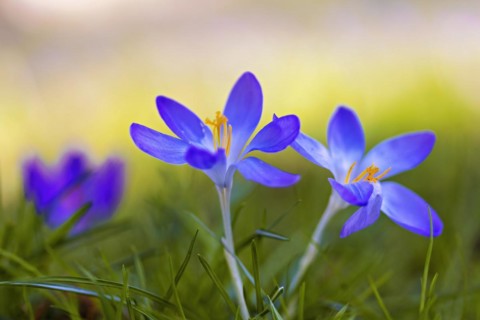 Close-up of vibrant purple flowers with a blurred green background, Crocus vernus