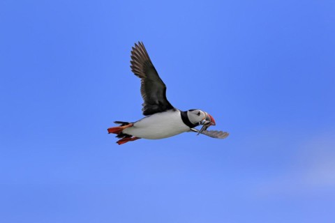Puffin (Fratercula arctica), adult, flying, with sand eels, with food, Faroe Islands, England,