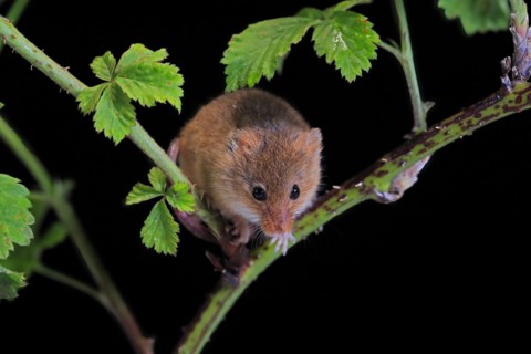 Eurasian harvest mouse (Micromys minutus), adult, on plant stalk, foraging, at night, Scotland,