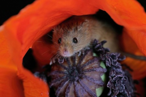 Common harvest mouse, (Micromys minutus), adult, on corn poppy, flower, foraging, at night,