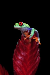 Red-eyed tree frog (Agalychnis callidryas), adult, on bromeliad, captive, Central America