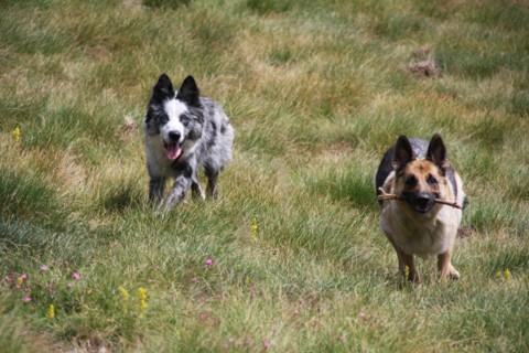 Two dogs playing with a stick in a grassy field, Amazing Dogs in the Nature