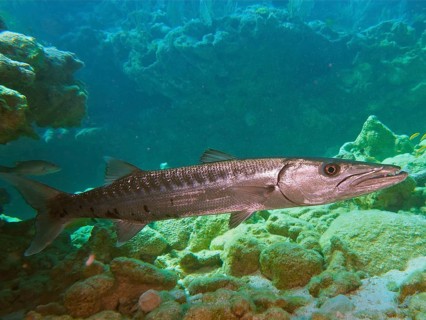 Great barracuda (Sphyraena barracuda), dive site John Pennekamp Coral Reef State Park, Key Largo,
