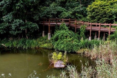 A tranquil pond with a wooden bridge surrounded by dense greenery, in South Korea