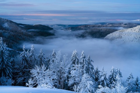Winter on the Feldberg in front of sunrise, Breisgau-Hochschwarzwald district, Baden-Wuerttemberg,