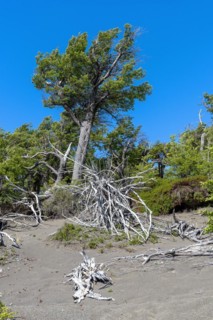 Riparian forest at Lago Grey, Torres del Paine National Park, Parque Nacional Torres del Paine,