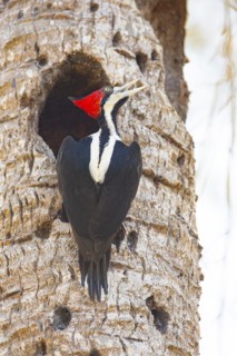 Crimson-crested woodpecker (Campephilus melanoleucos) Pantanal Brazil