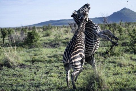 Plains zebra (Equus quagga) 2 stallions fighting, Madikwe Game Reserve, North West Province, South