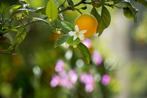 Blooming orange tree, Fornalutx, Serra de Tramuntana, Majorca, Balearic Islands, Spain, Europe