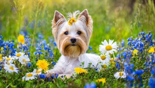 KI generated, A white Yorkshire Terrier lying in a flower meadow, (Canis lupus familiaris)