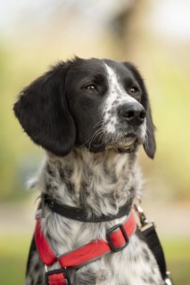 Domestic dog (Canis lupus familiaris), mixed-breed, male, animal welfare, animal welfare dog,