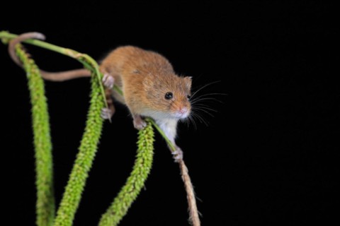 Eurasian harvest mouse (Micromys minutus), adult, on plant stalks, ears of corn, foraging, at