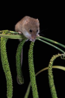 Eurasian harvest mouse (Micromys minutus), adult, on plant stalks, ears of corn, foraging, at